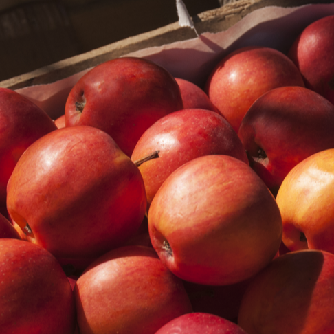 Expertise valorisation matières en CO2