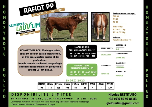 RAFIOT PP - HOMOZYGOTE POLLED - SEMENCES LAUV'LIM