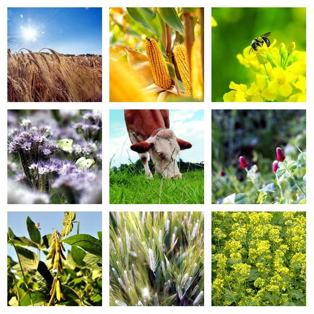 Semences maïs, soja, céréales, méteils...