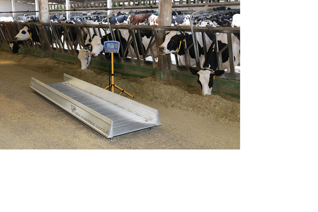 CIMA CONTROL CATTLE