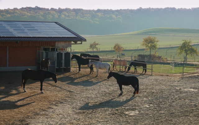 Manège équestre photovoltaïque