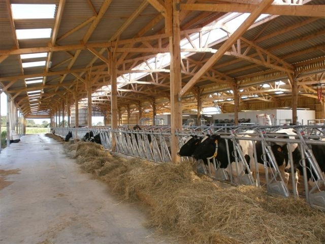 Stabulation vaches laitières en bois