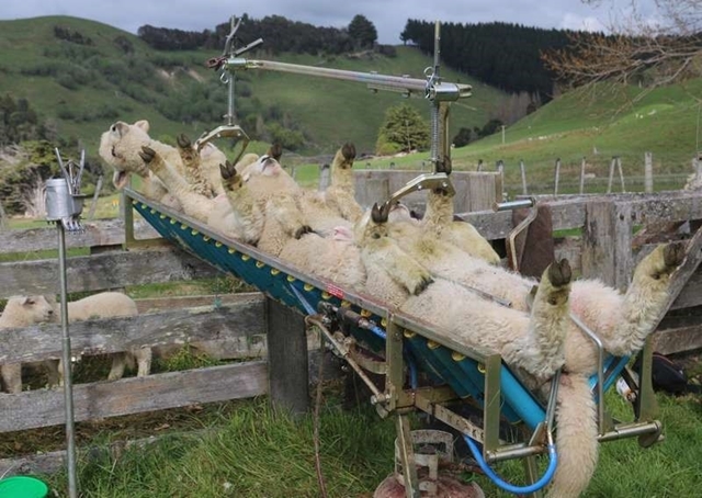 Te Pari Vetmarker Bande de traitement pour agneaux