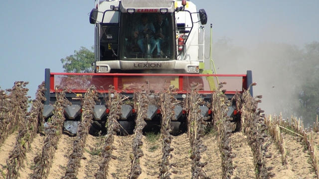 Cueilleur tournesol Dominoni Top Sun