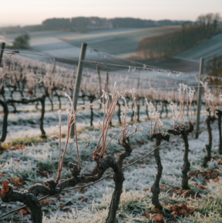 Préparer ses vignes aux gelées : stratégies et protections hivernales