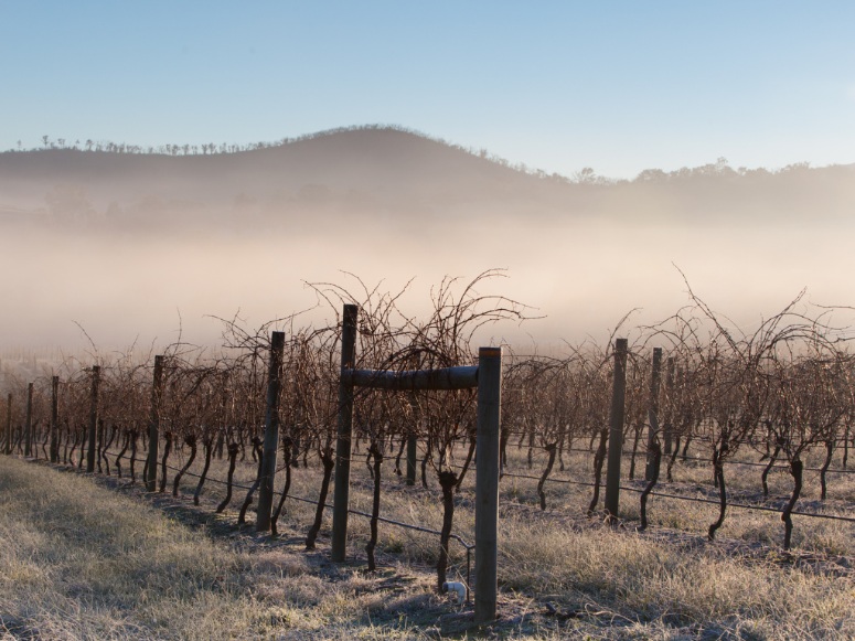 Protéger vos vignes : prévenir les gelées du printemps