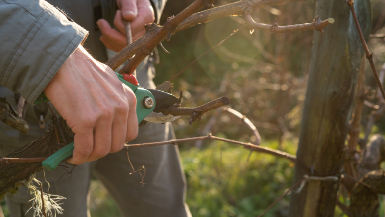 La taille de la vigne en Bourgogne : un acte essentiel pour la qualité du vin