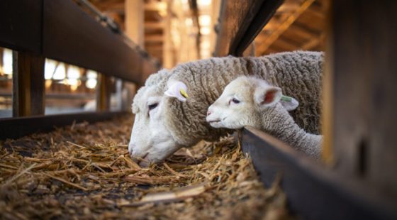 Today’s eco-question: What are the pillars of animal welfare?