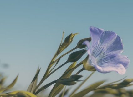 Diversifying plant fibers