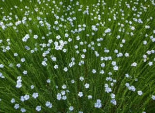 New – A Journey to the heart of European flax: from lant to finish