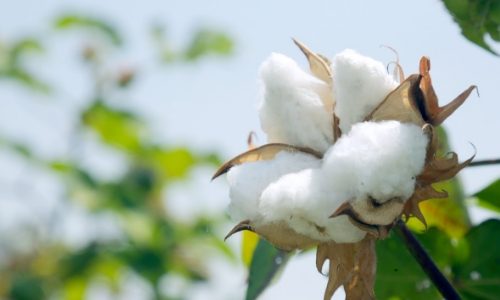 The various facets of organic cotton