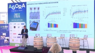 From Cork Oak to Tirage Cork: AMORIM at the Heart of the Alliance Between Forest and Champagne
