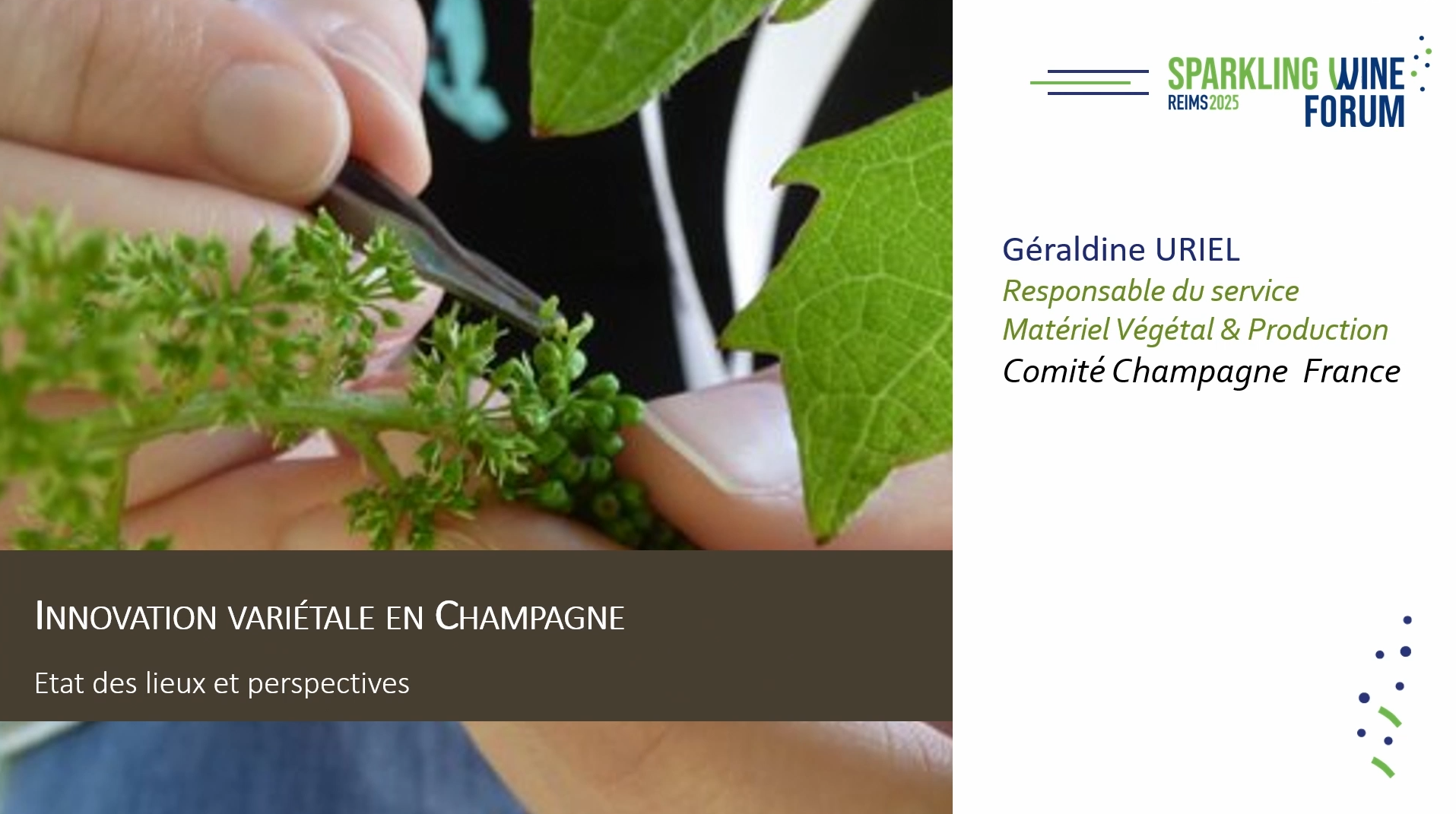 Varietal innovation in Champagne