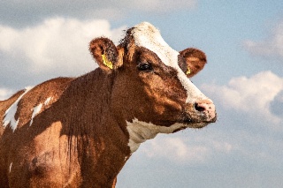 Accueil des animaux en événement agricole : normes, sécurité et bonnes pratiques