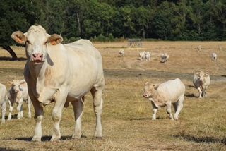MMX2023 Viande - Evolution de la production et des exportations océaniennes bovines et ovines