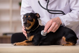 Quels sont les soins de base à apporter à son chien ?