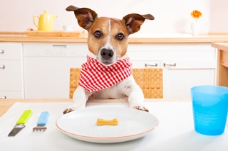 Danger dans l'assiette : aliments toxiques pour vos chiens et chats