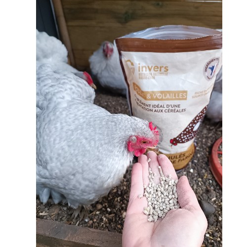 Granulés aux vers de farine pour poules / volailles