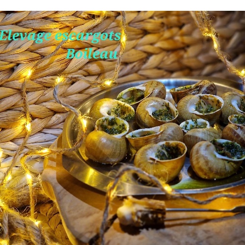 Escargots coquilles