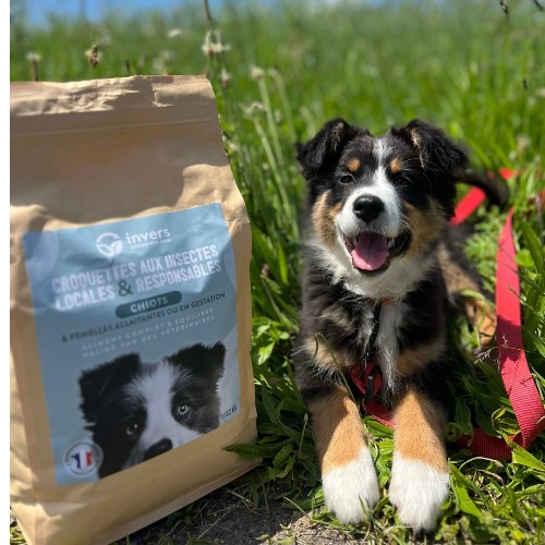 Croquettes aux insectes pour chien