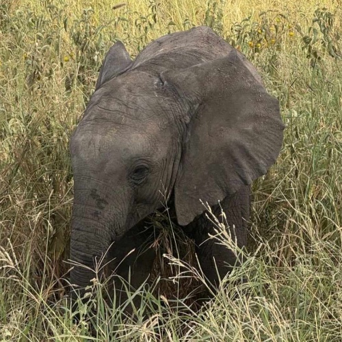 Tanzanie : Safari au pays des Maasaï