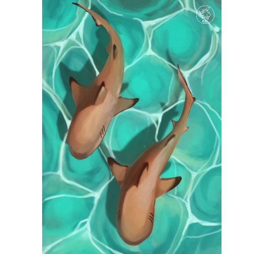 Print requin pointe noire