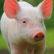 Ifip-WebTV : les vidéos de l'Institut du porc