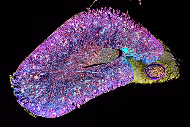 ZEISS Axioscan 7 spatial biology