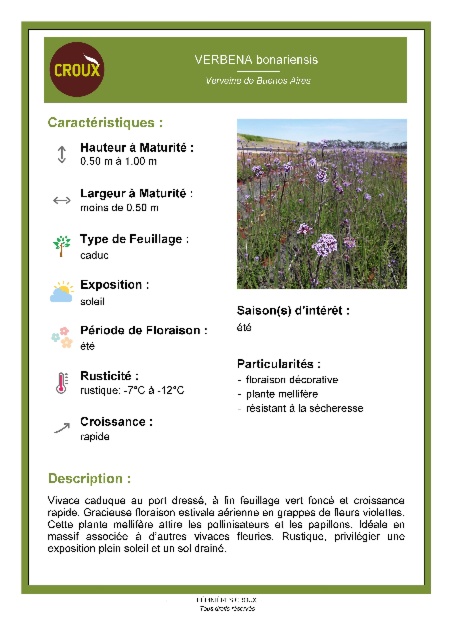 Plante vivace VERBENA bonariensis