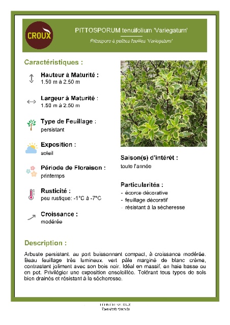 Arbuste PITTOSPORUM tenuifolium 'Variegatum'