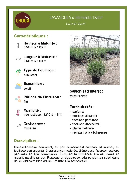 Sous-arbrisseau LAVANDULA x intermedia 'Dutch'