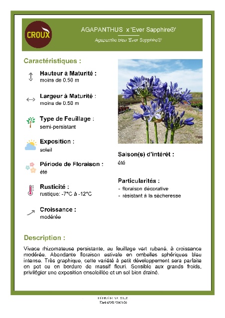 Plante vivace AGAPANTHUS x 'Ever Sapphire®'