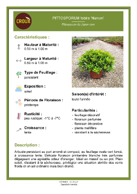 Arbuste PITTOSPORUM tobira 'Nanum'