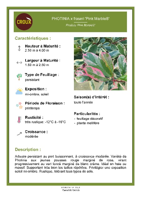 Arbuste PHOTINIA x fraseri 'Pink Marble®'