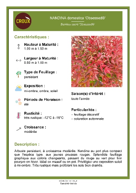 Arbuste NANDINA domestica 'Obsessed®'