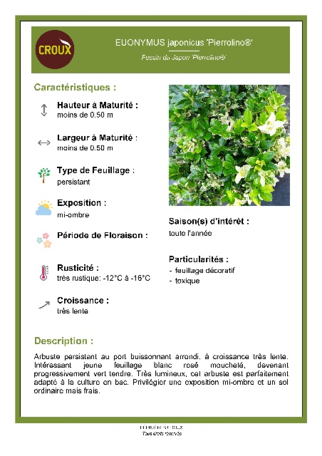 Arbuste EUONYMUS japonicus 'Pierrolino®'