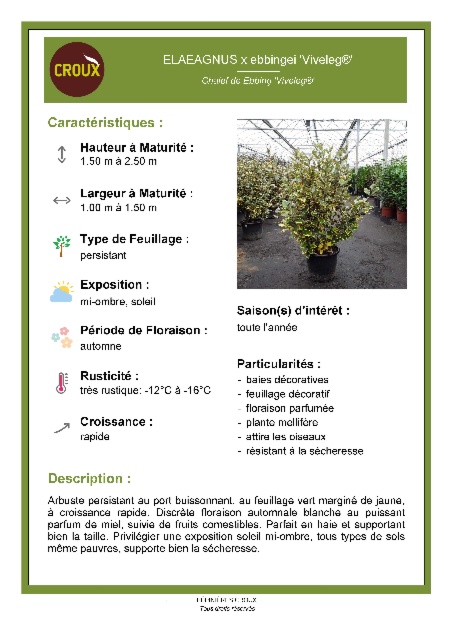 Arbuste ELAEAGNUS x ebbingei 'Viveleg®'