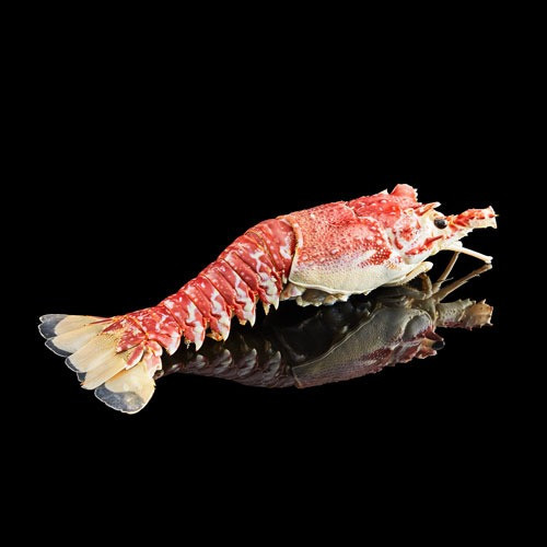 Langoustes