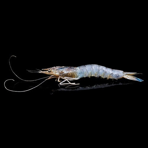 Gambas bleue de Nouvelle-Calédonie