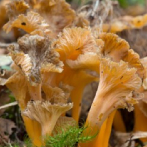 Chanterelles modestes