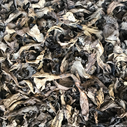 TROMPETTES DE LA MORT SECHES