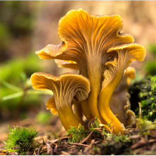 Chanterelles grises