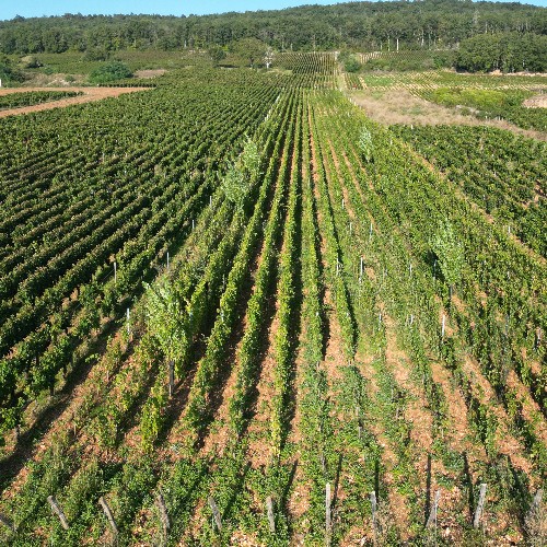 L'arbre au service du vignoble