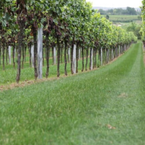 Couvert taille courte – mulch fleuri – permanent