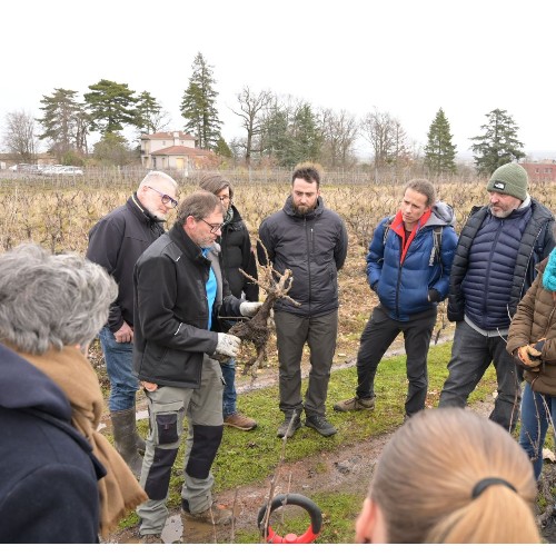 Préserver la santé des ceps