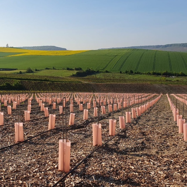 Solution pour jeunes plants de vignes/plantiers