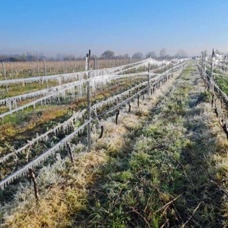 Protection Antigel - Pulsar