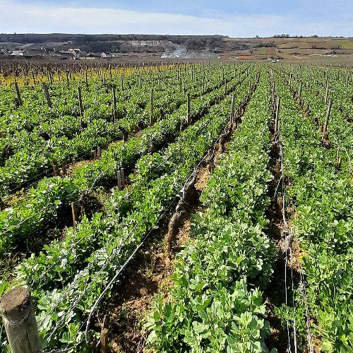 Accompagnement couverts végétaux