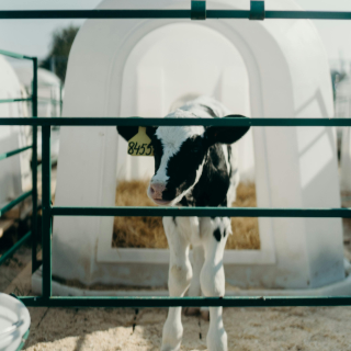 Équipements pour veaux : Nourrisseurs, niches et accessoires indispensables.