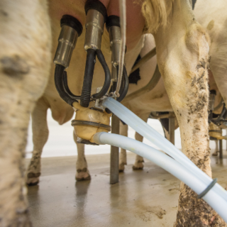 2025 : année record pour les éleveurs laitiers